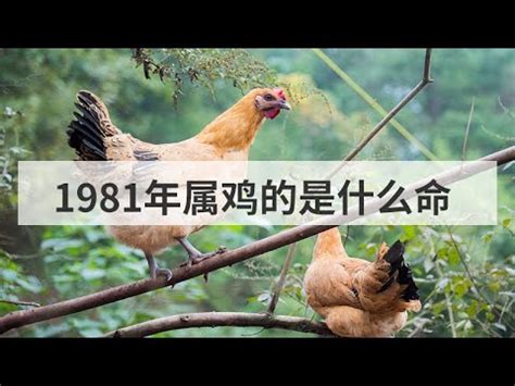 1981雞男|1981年屬雞的是什么命五行 早年艱辛晚年富貴